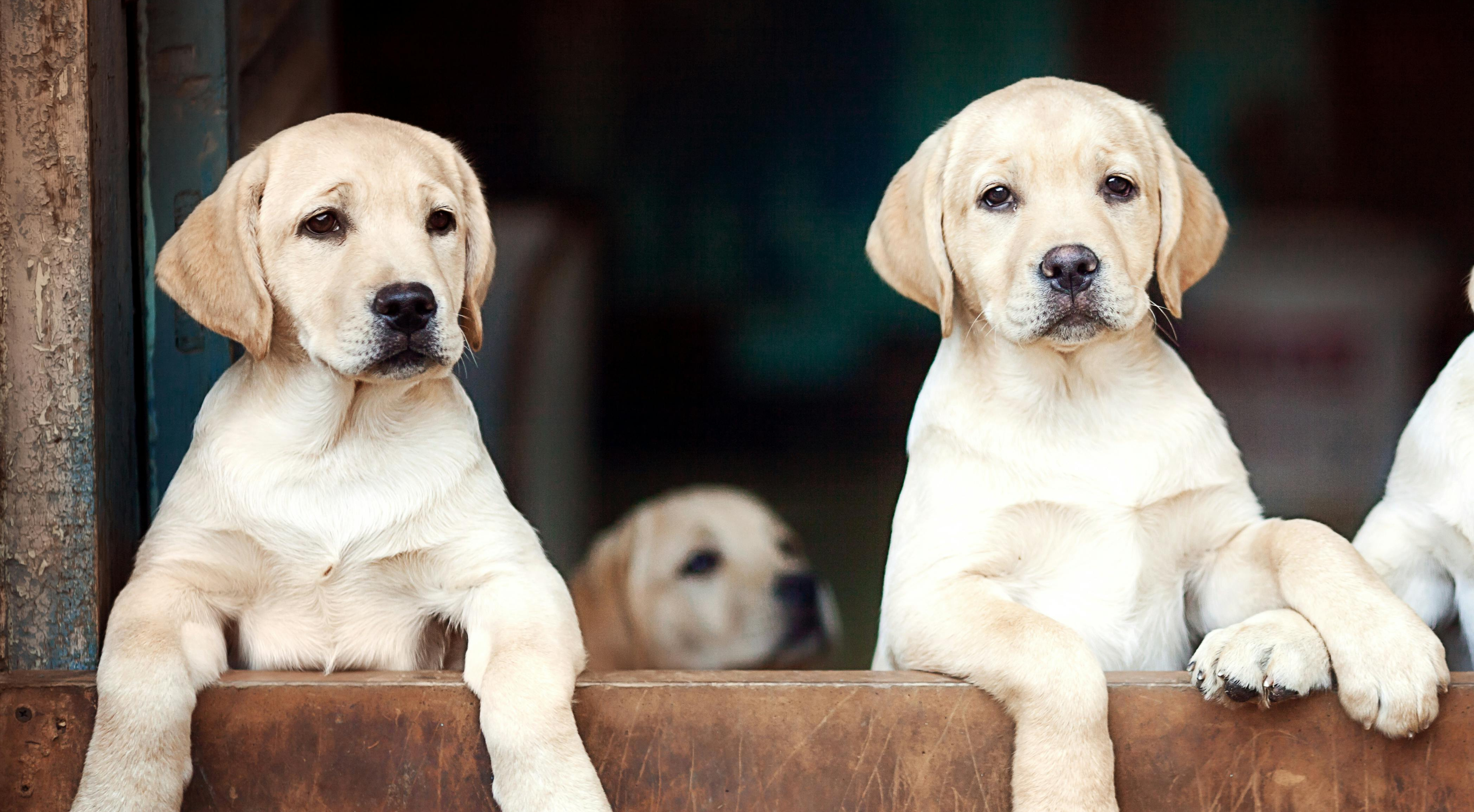 How Much Food Should I Feed My Puppy: A Guide To Portion Sizes, Growth & Nutrition