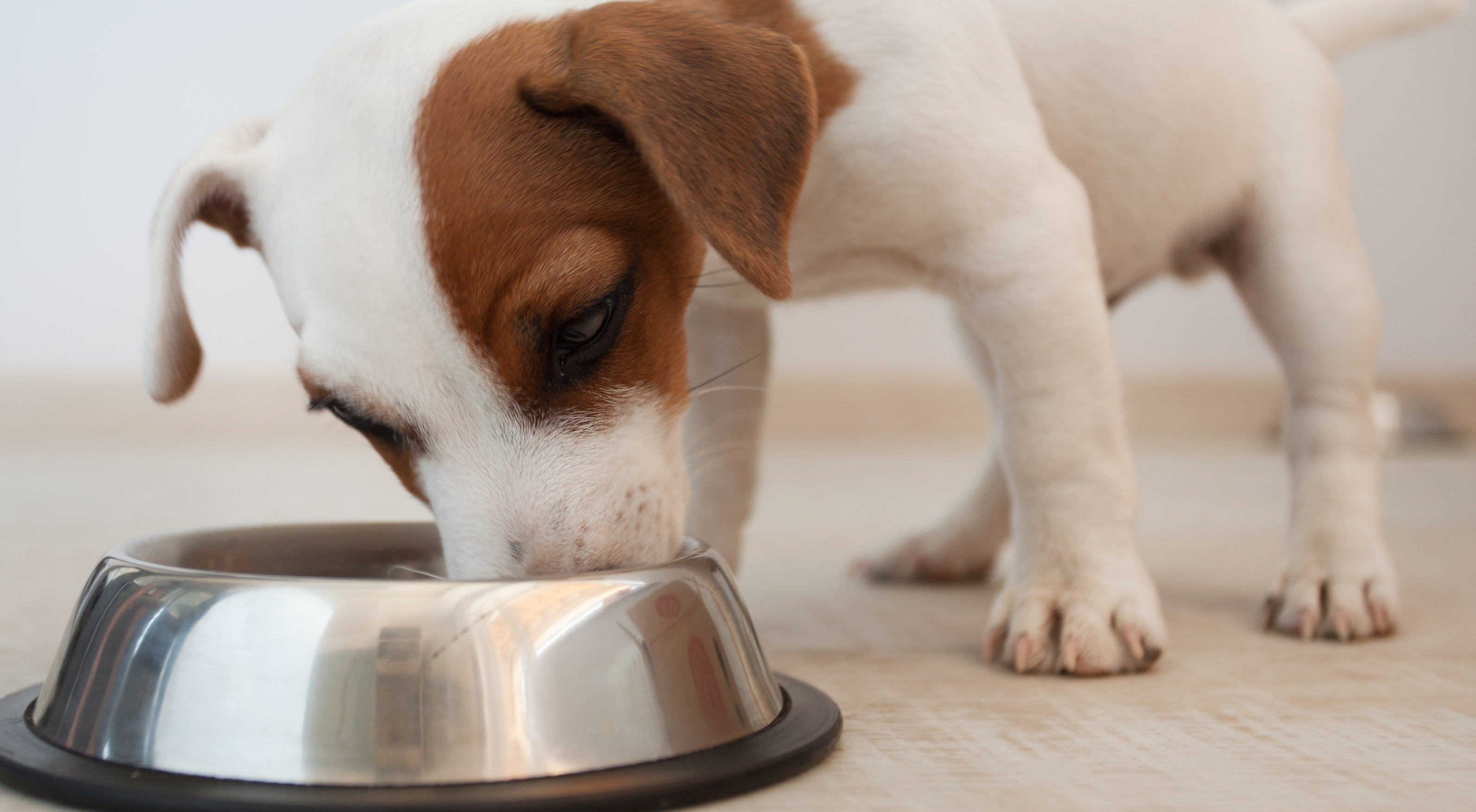 How Much Food Should I Feed My Puppy: Age-Appropriate Portions Explained