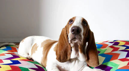 Puppy Survival Guide 7–9 Months: Essential Tips for Adolescent Dog Care