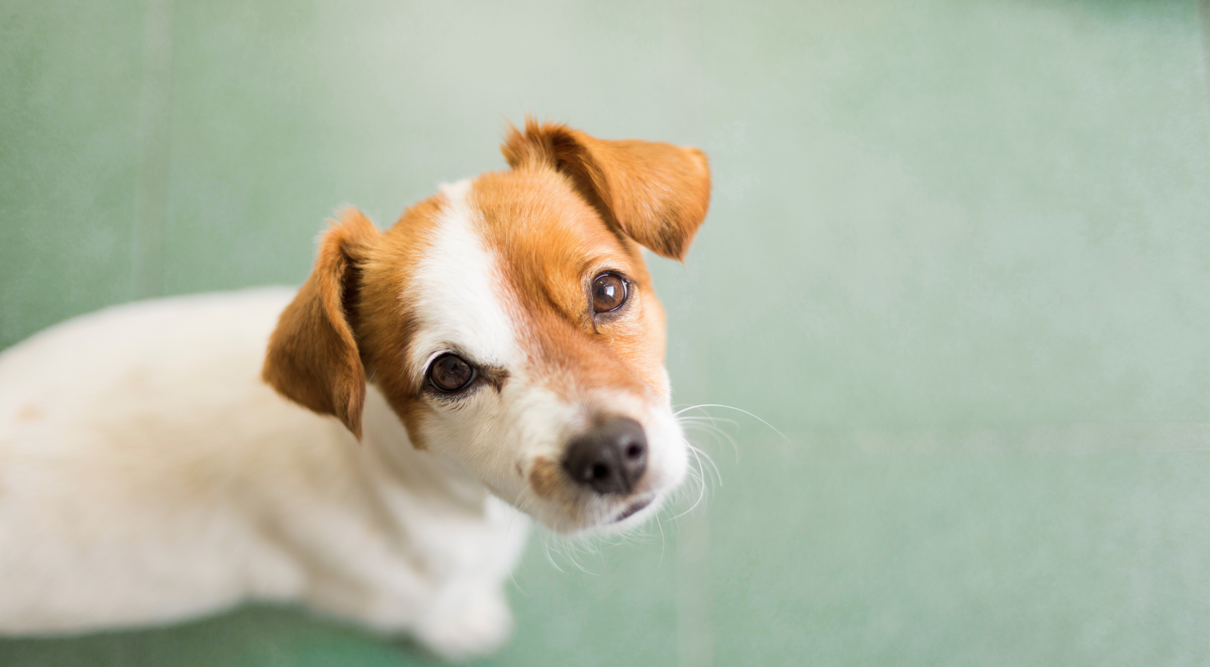 What To Do If Your Puppy Isn’t Eating: Vet Reviewed Guidance