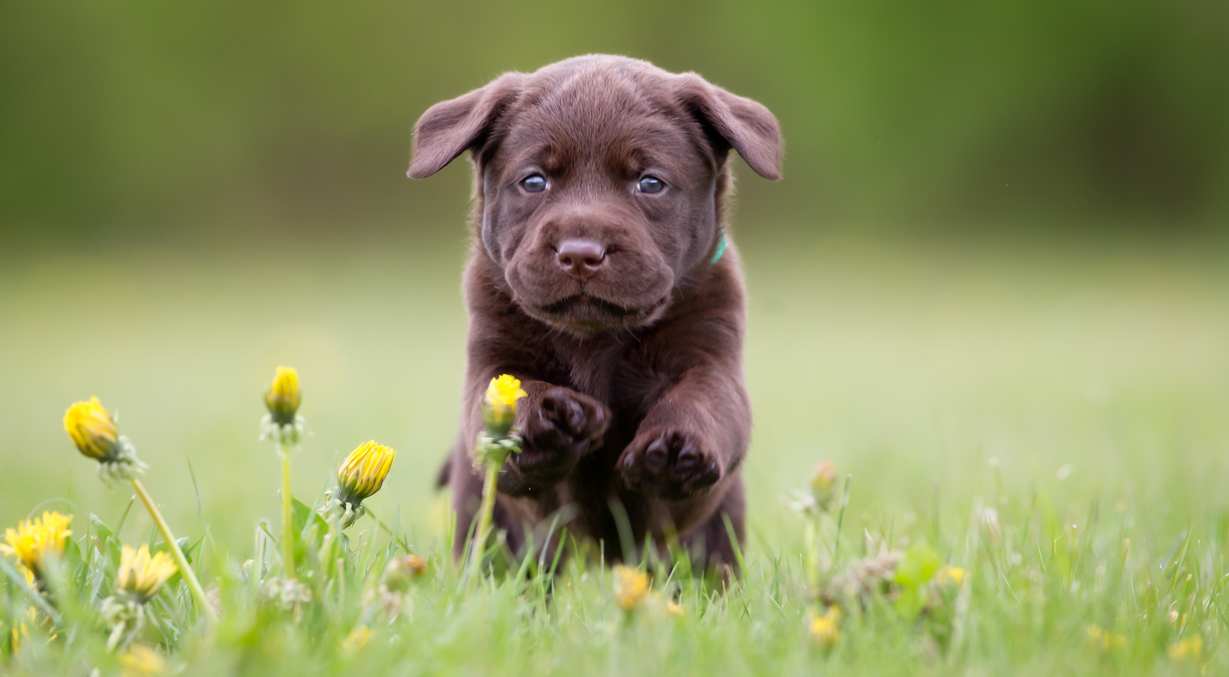 What Is Puppy Breath? It's Surprisingly Pleasant Scent Explained