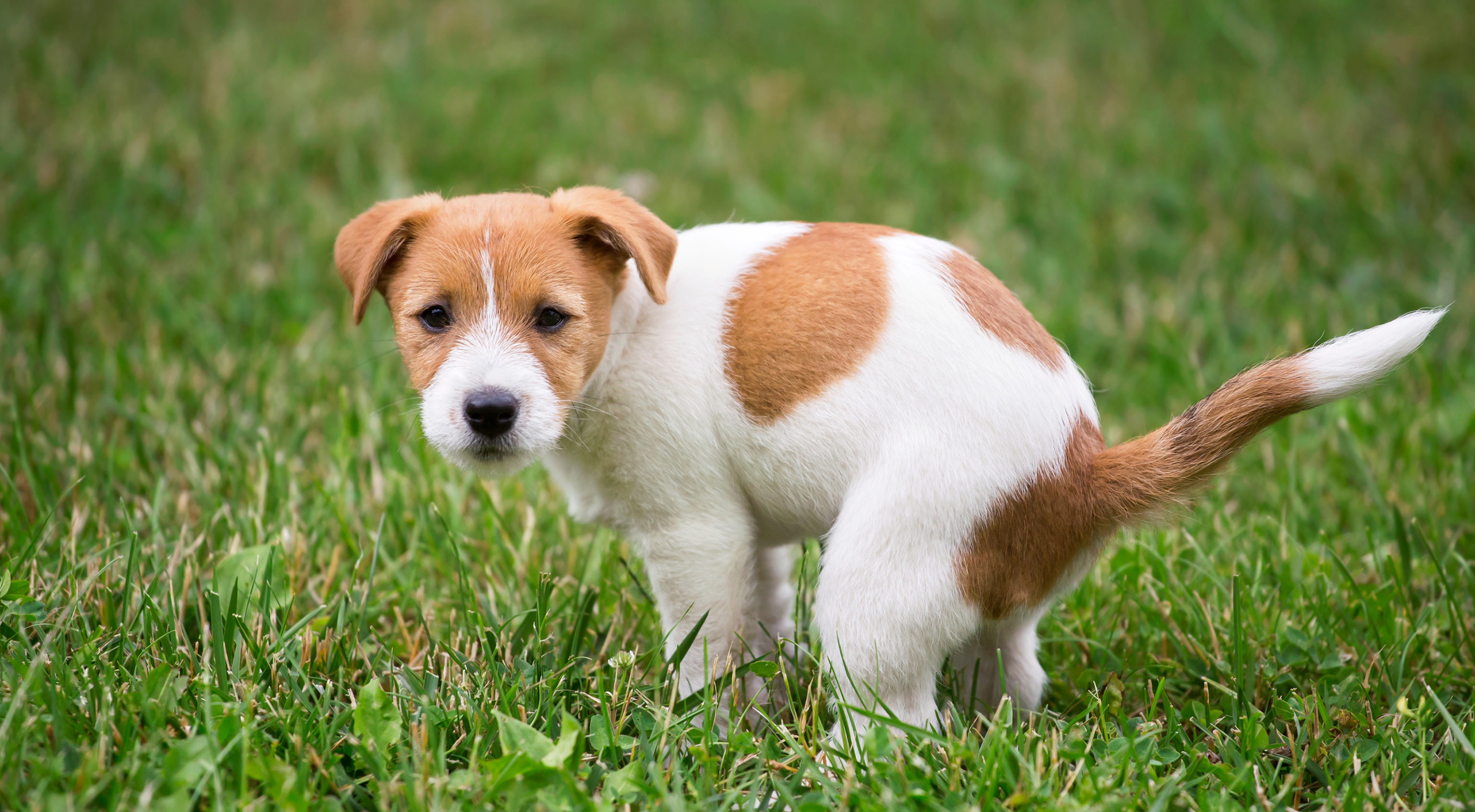Puppy Toilet Training 101: What To Expect And How To Get it Right