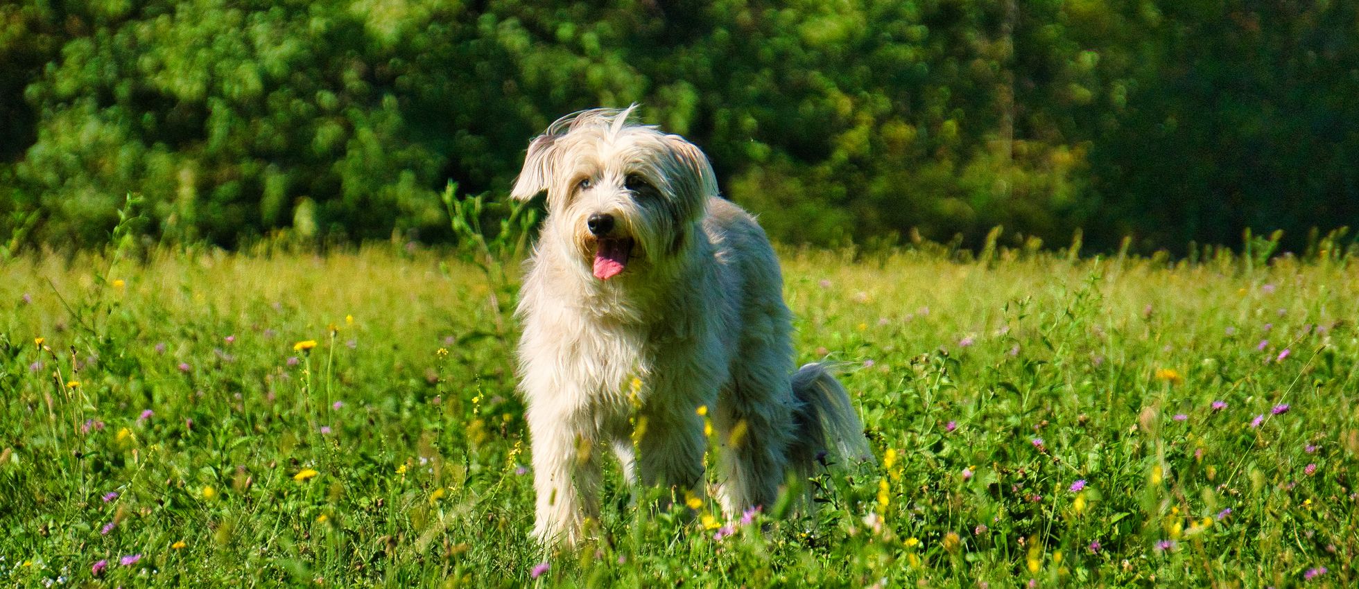 Fresh dog food for dogs — Marleybones
