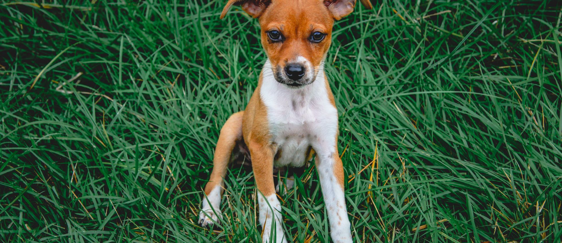 Rat Terrier dog sitting on lush green grass — best dog food for Rat Terriers