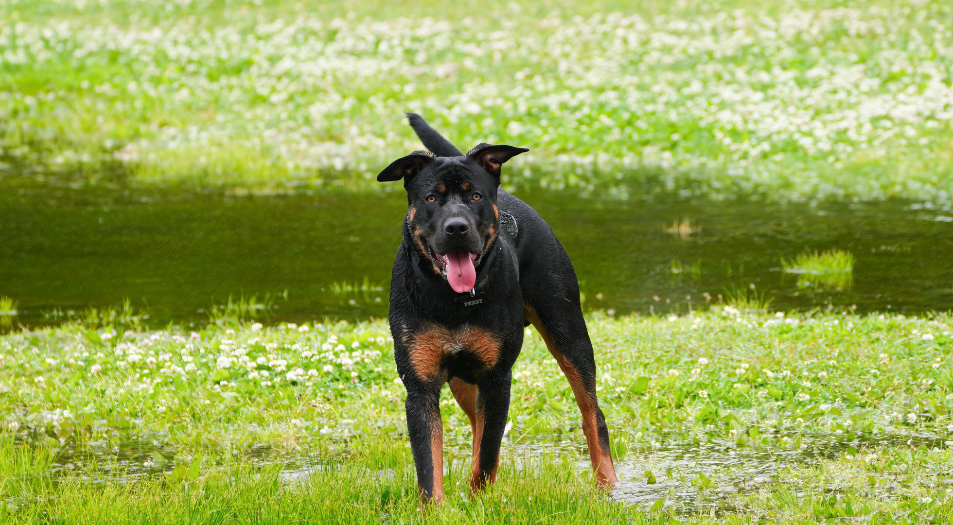 Rottweiler dog in a green field by a pond — best dog food for Rottweilers