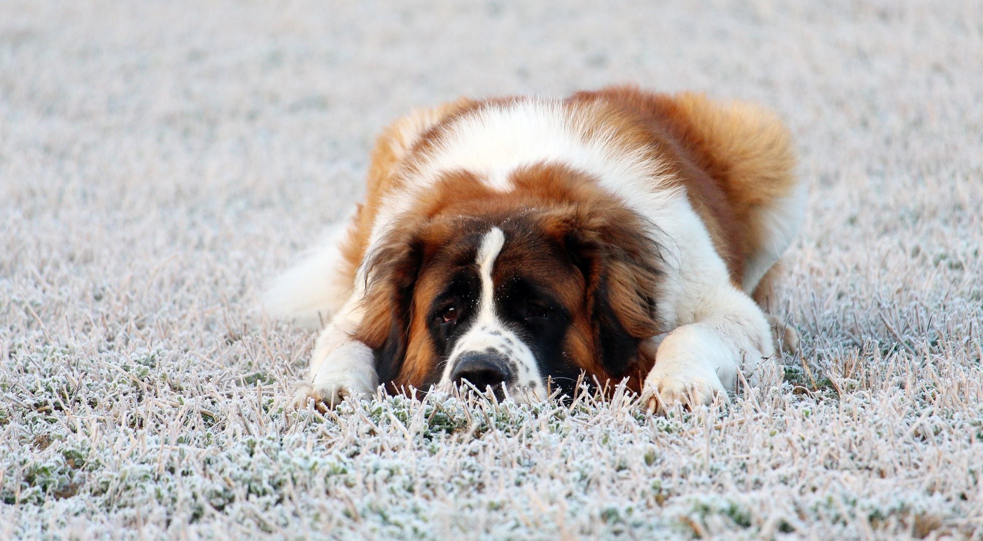 Saint Bernard dog lying on frost-covered grass — best dog food for Saint Bernards