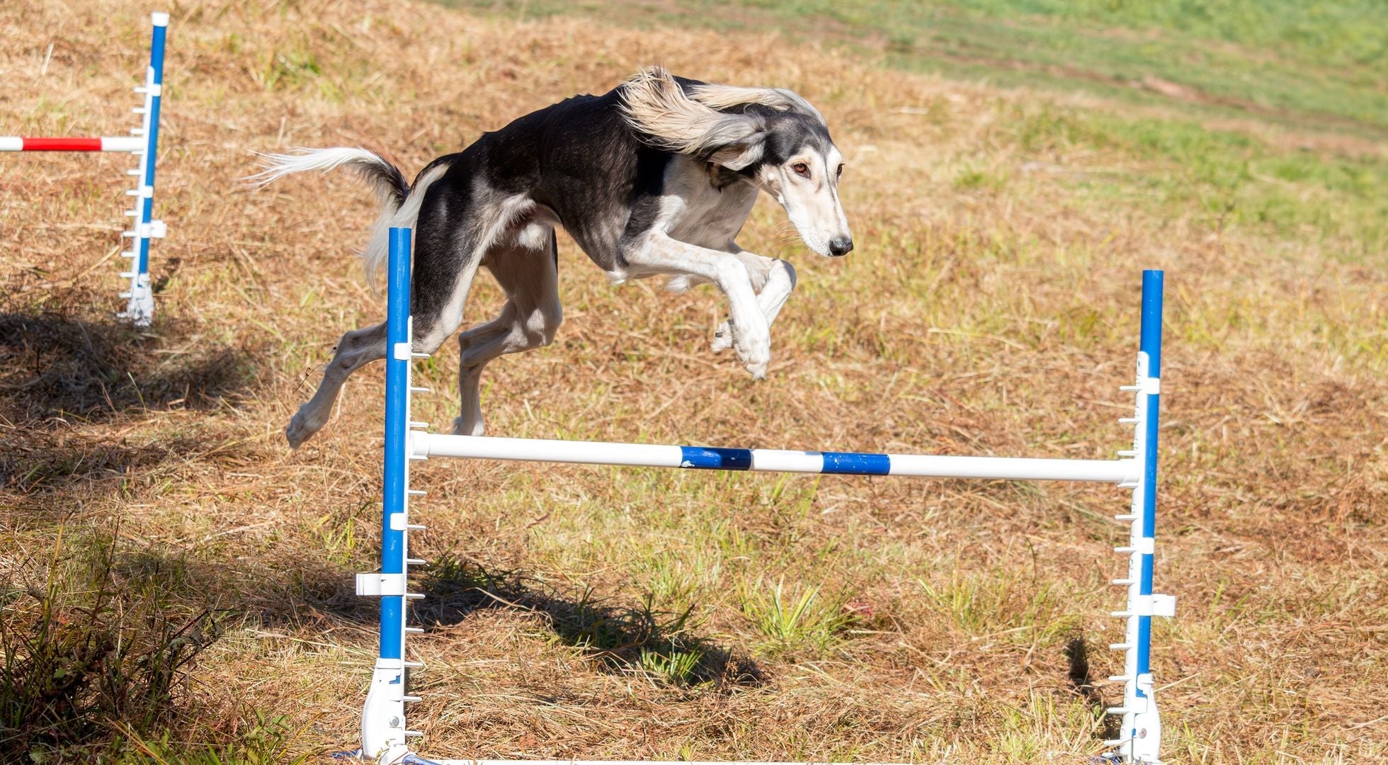 Saluki dog leaping over an obstacle outdoors — best dog food for Salukis