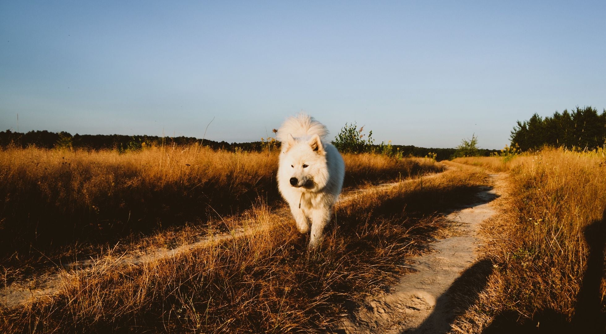 Samoyed dog walking through a grassy field at sunset — best dog food for Samoyeds