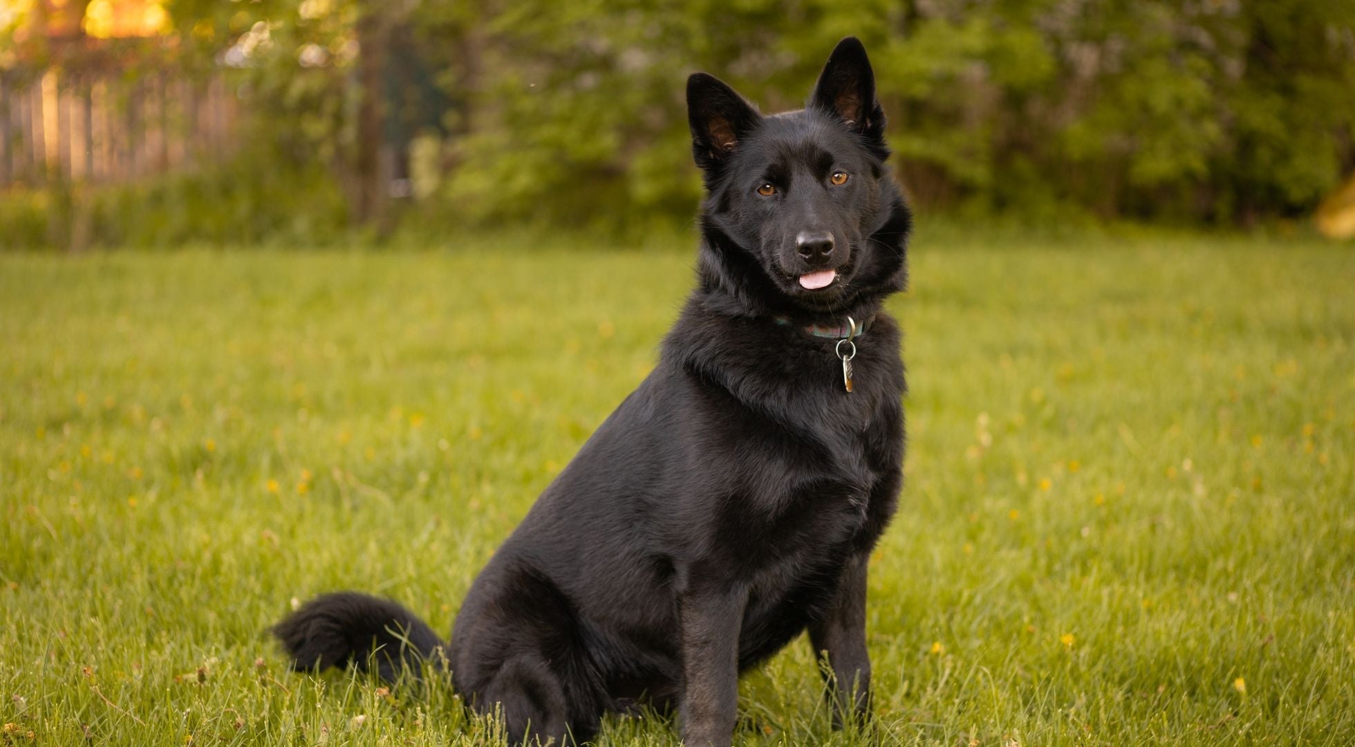 Schipperke dog sitting in a sunny grass field — best dog food for Schipperkes