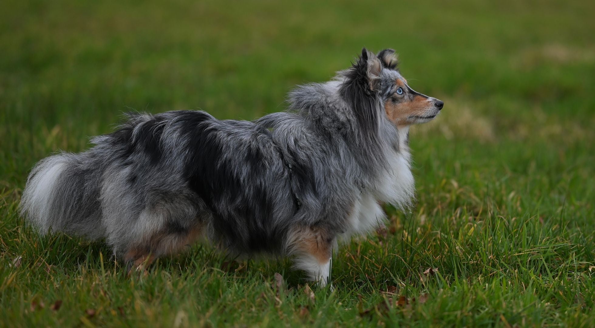Shetland Sheepdog standing in a grassy meadow — best dog food for Shetland Sheepdogs