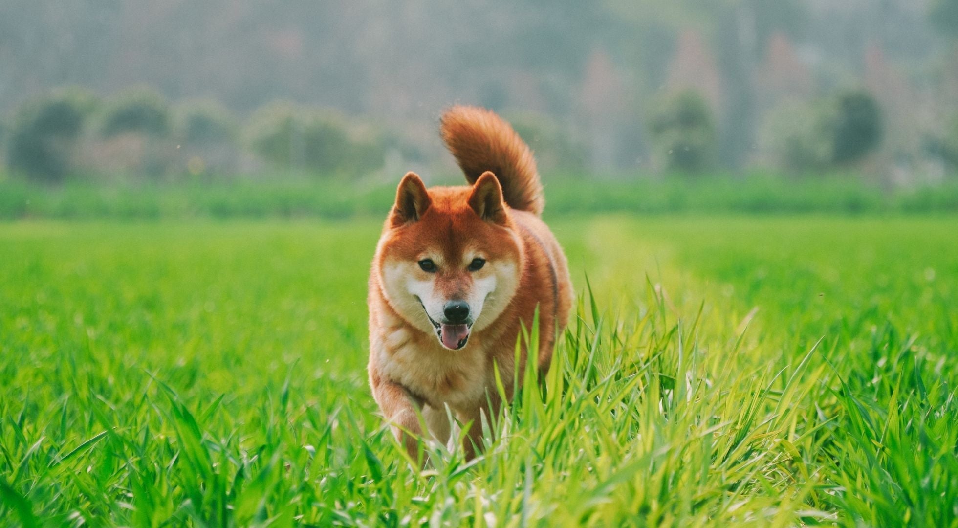 Shiba Inu dog running through a green field — best dog food for Shiba Inus