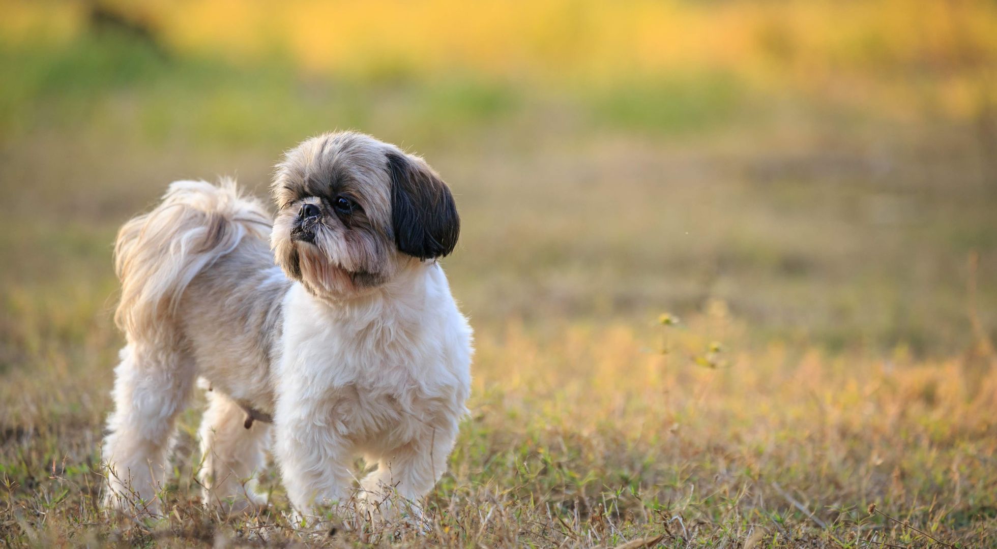 Shih Tzu dog standing in a sunlit field — best dog food for Shih Tzus
