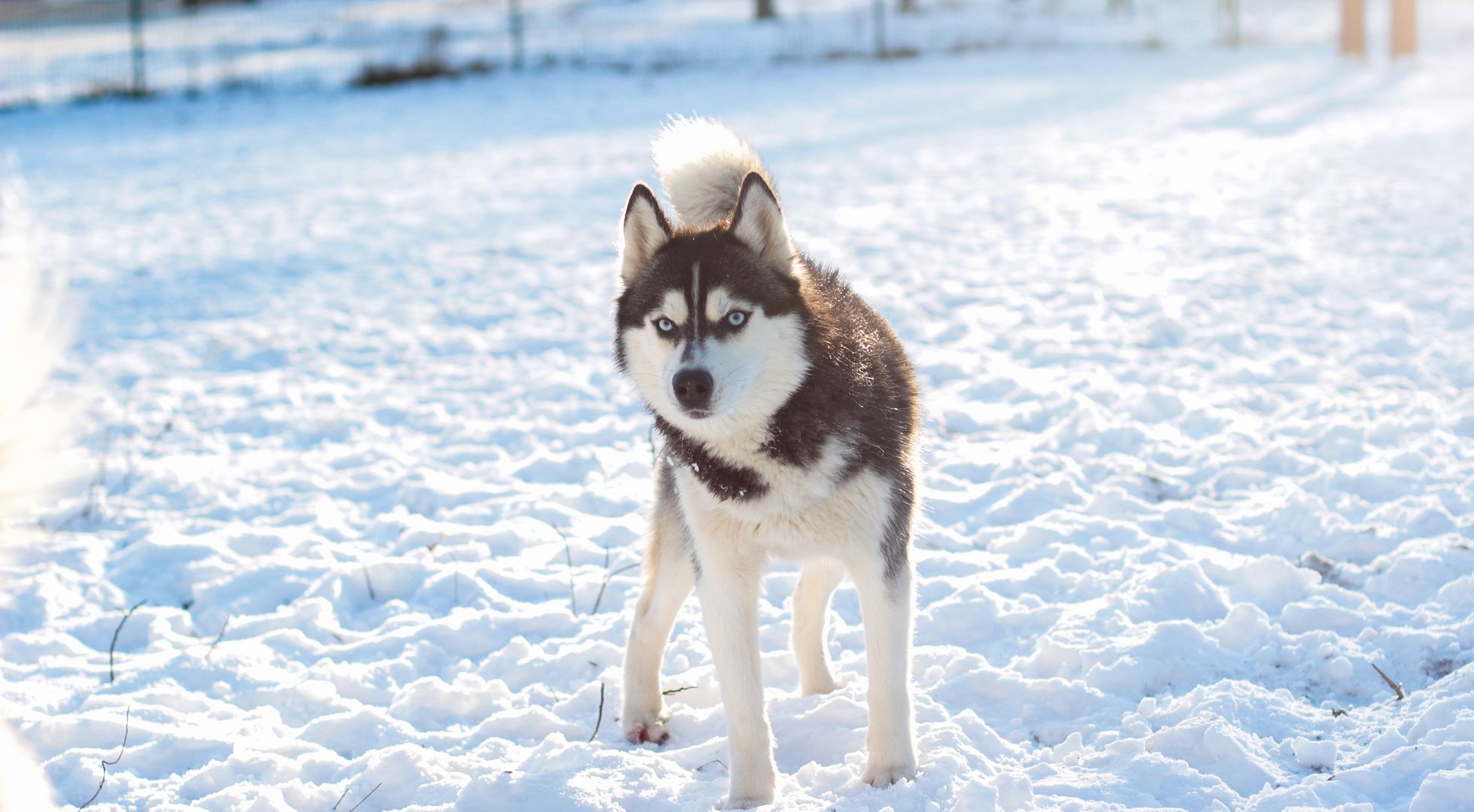 Siberian Husky dog standing in snow — best dog food for Siberian Huskies