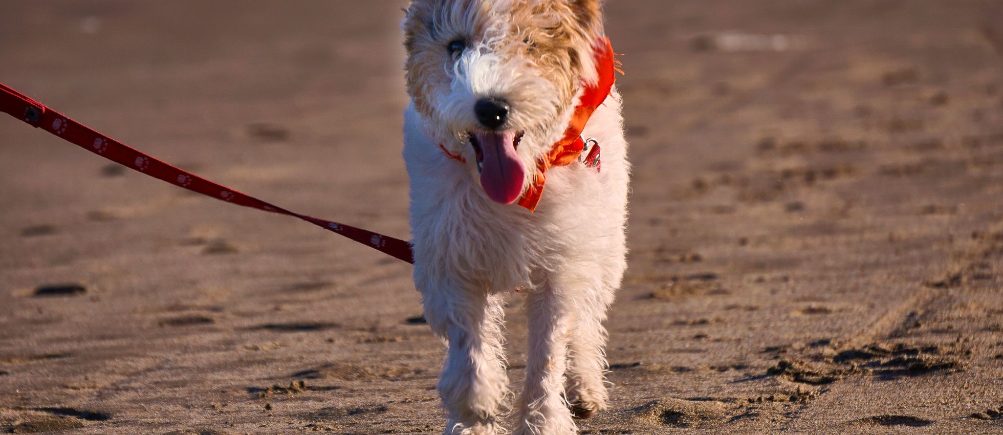 Smooth Fox Terrier dog walking on a sandy beach — best dog food for Smooth Fox Terriers
