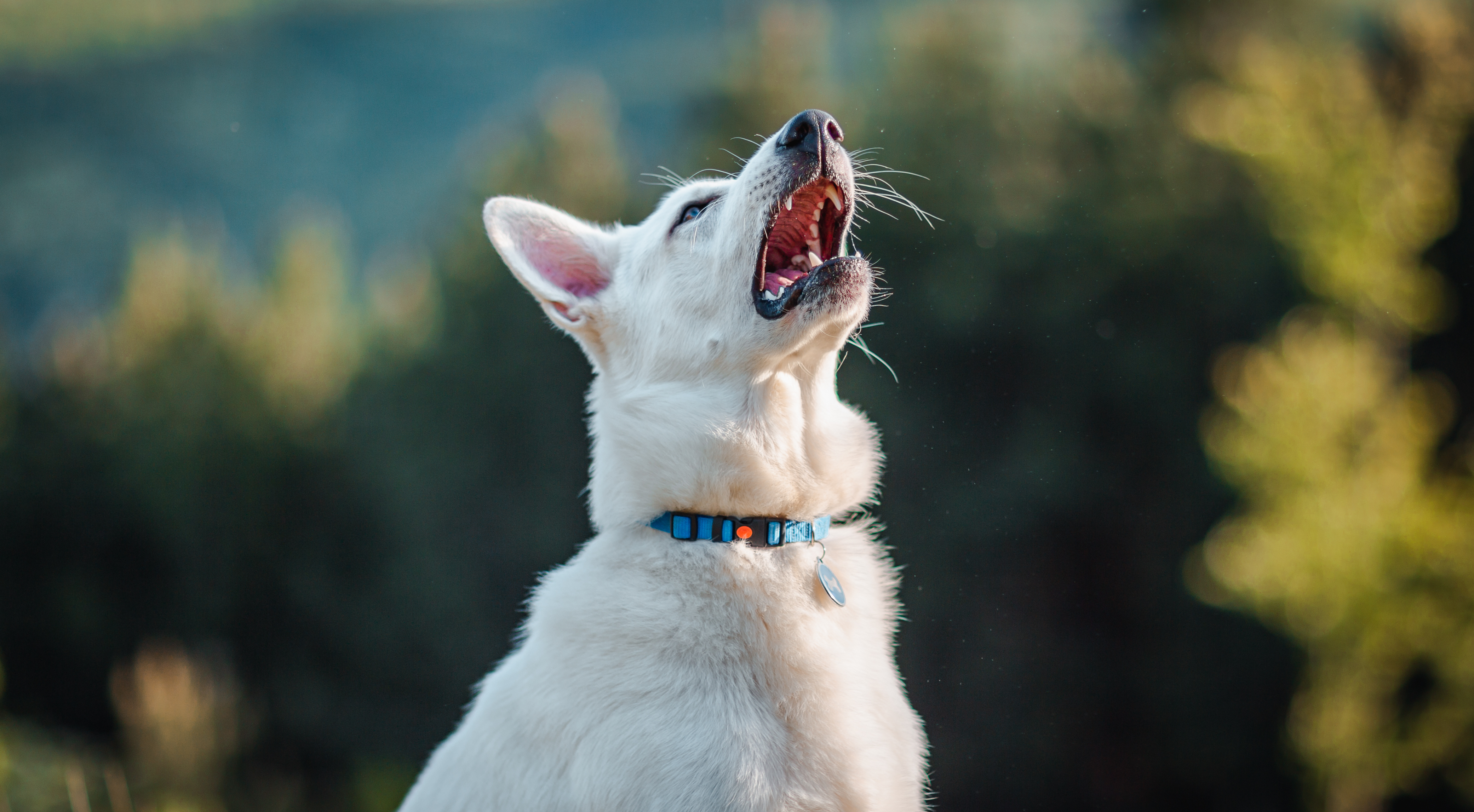 Why Do Dogs Sneeze When They Play? Understanding This Quirky Canine Habit