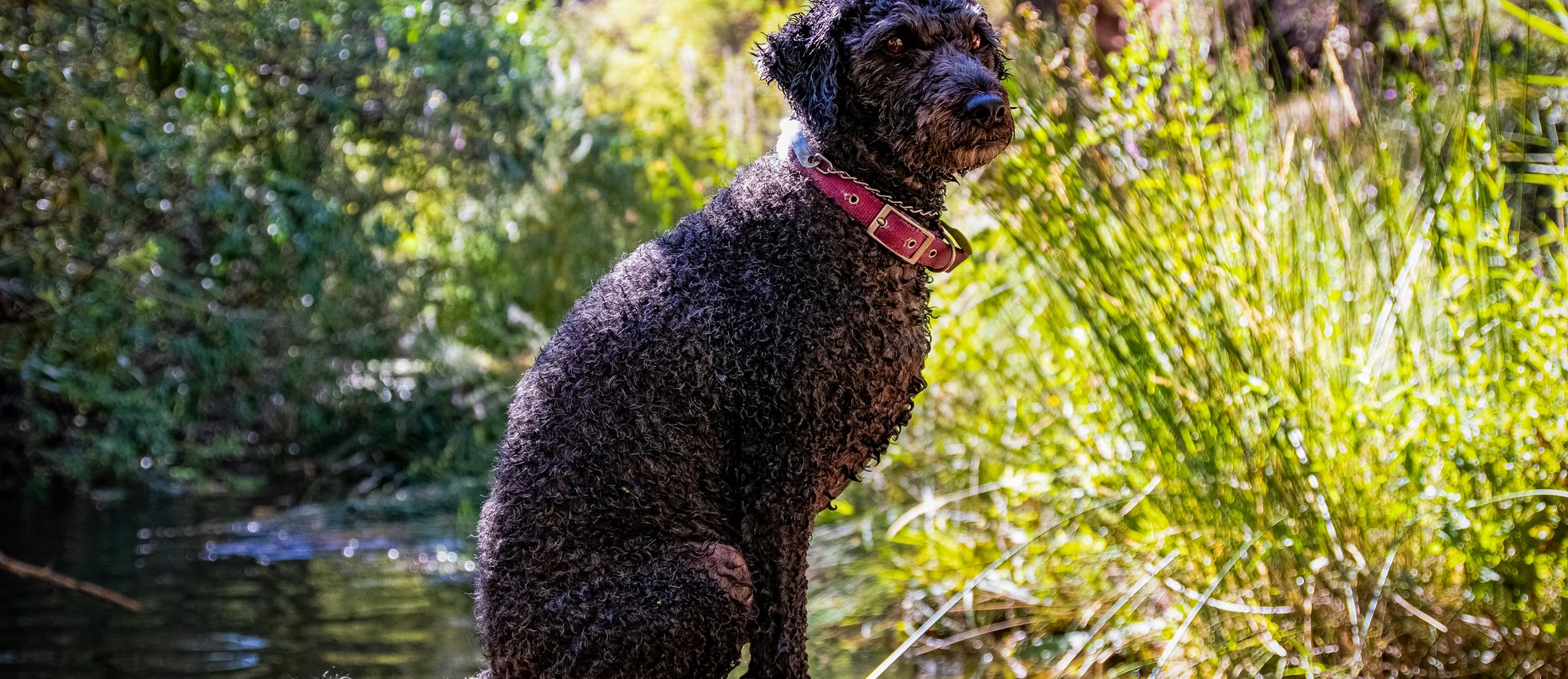 Spanish Water Dog sitting on a log surrounded by greenery — best dog food for Spanish Water Dogs
