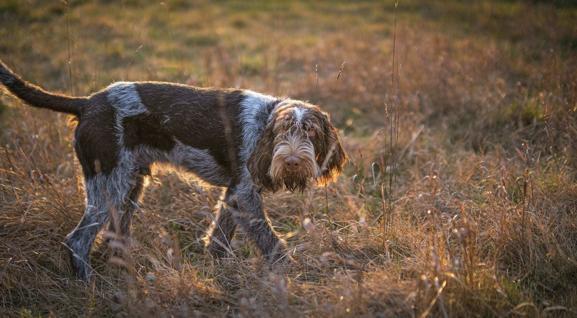 Spinone Italiano dog exploring a sunlit grass field — best dog food for Spinone Italianos