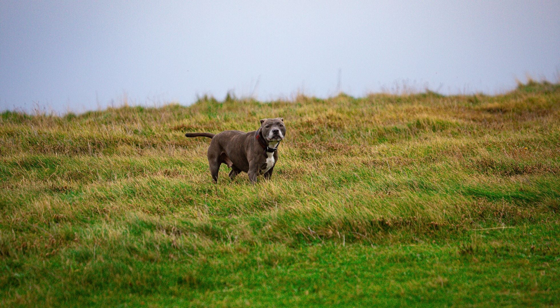 Staffordshire Bull Terrier standing on an English meadow — best dog food for Staffordshire Bull Terriers