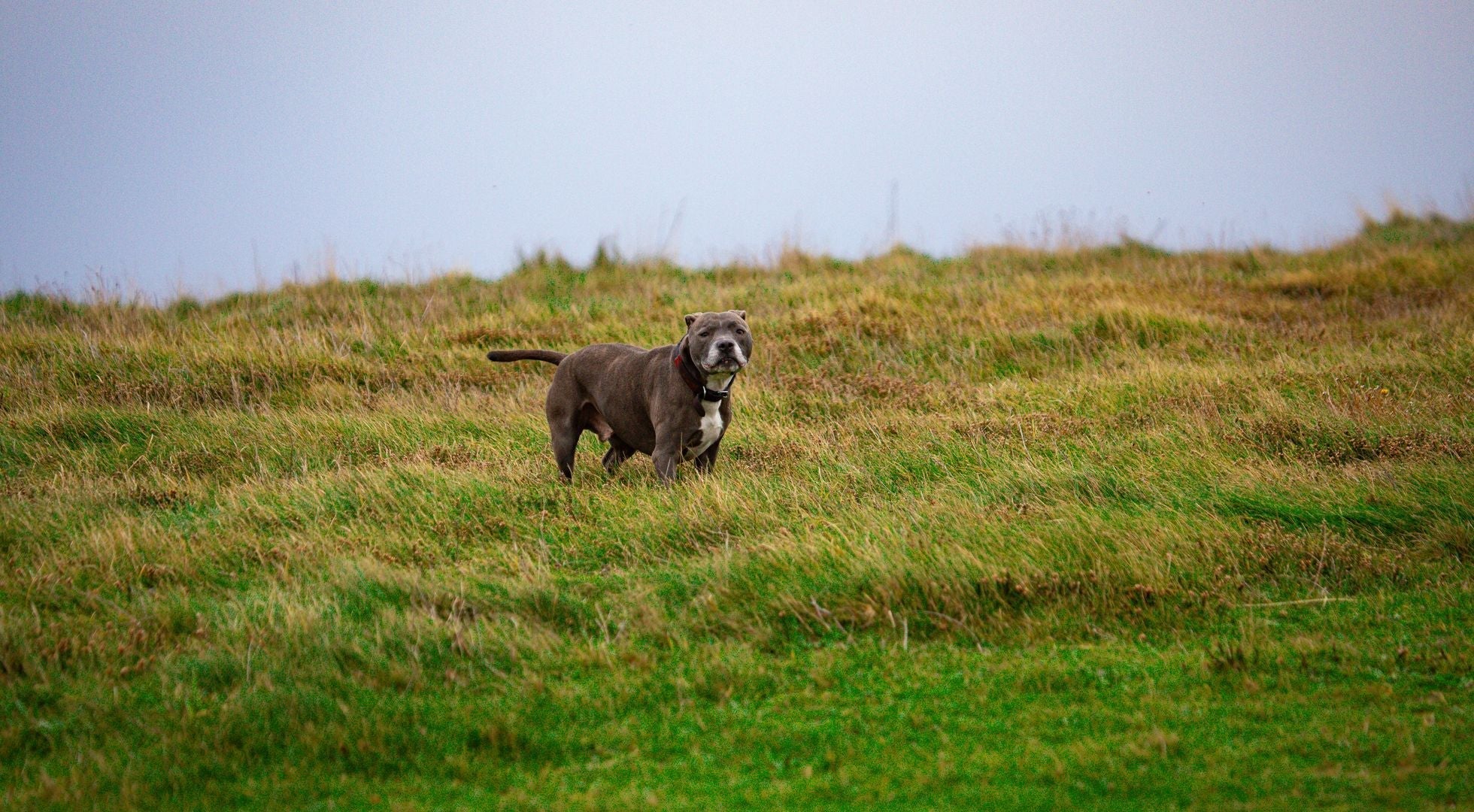 Staffordshire Bull Terrier