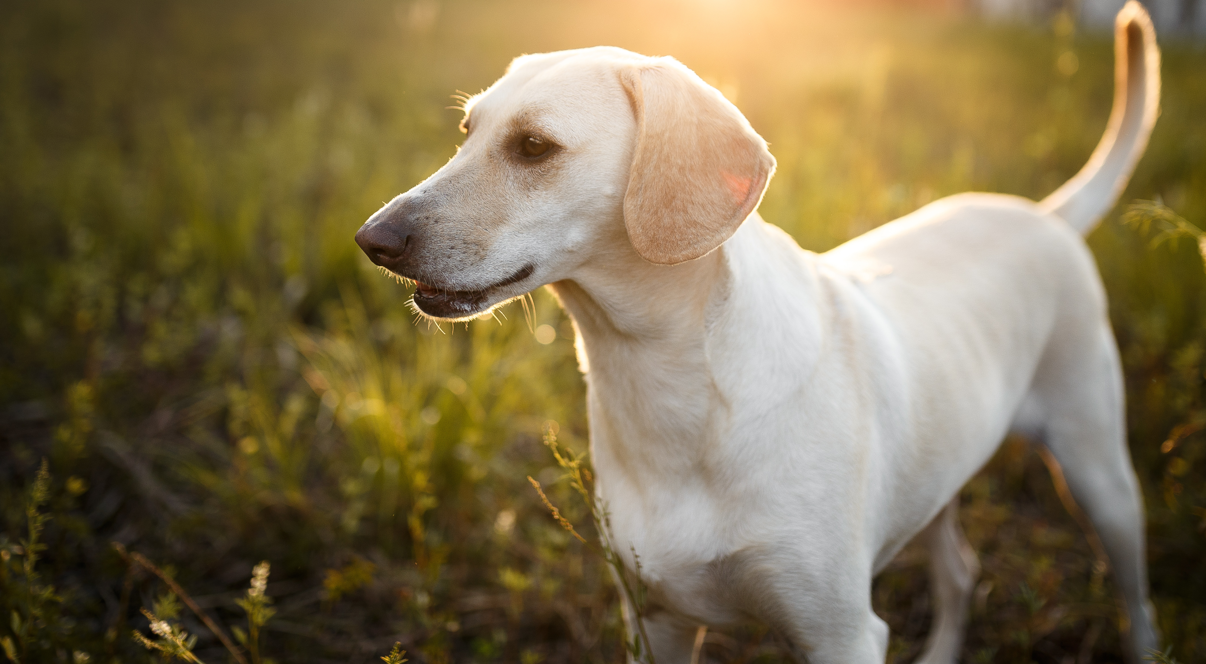 Keeping Your Dog Cool This Summer