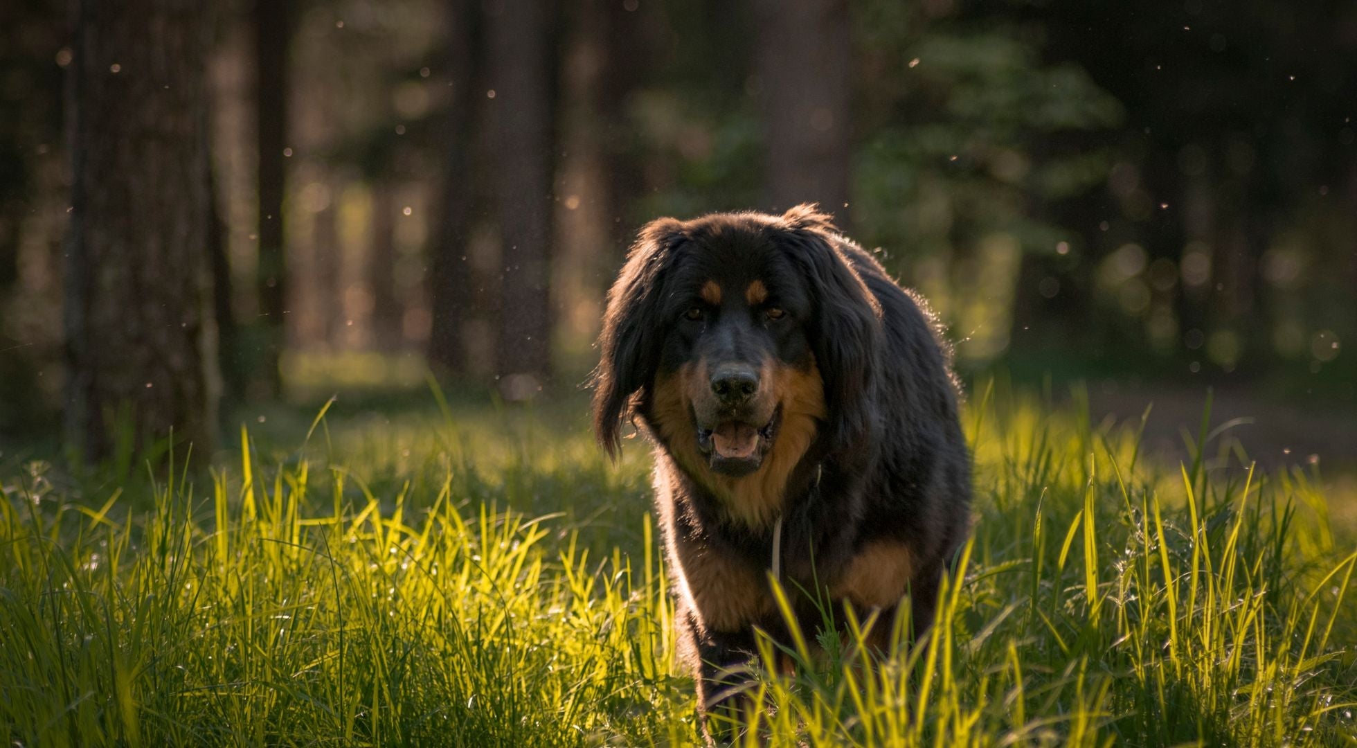 Tibetan Mastiff walking through a summer forest — best dog food for Tibetan Mastiffs
