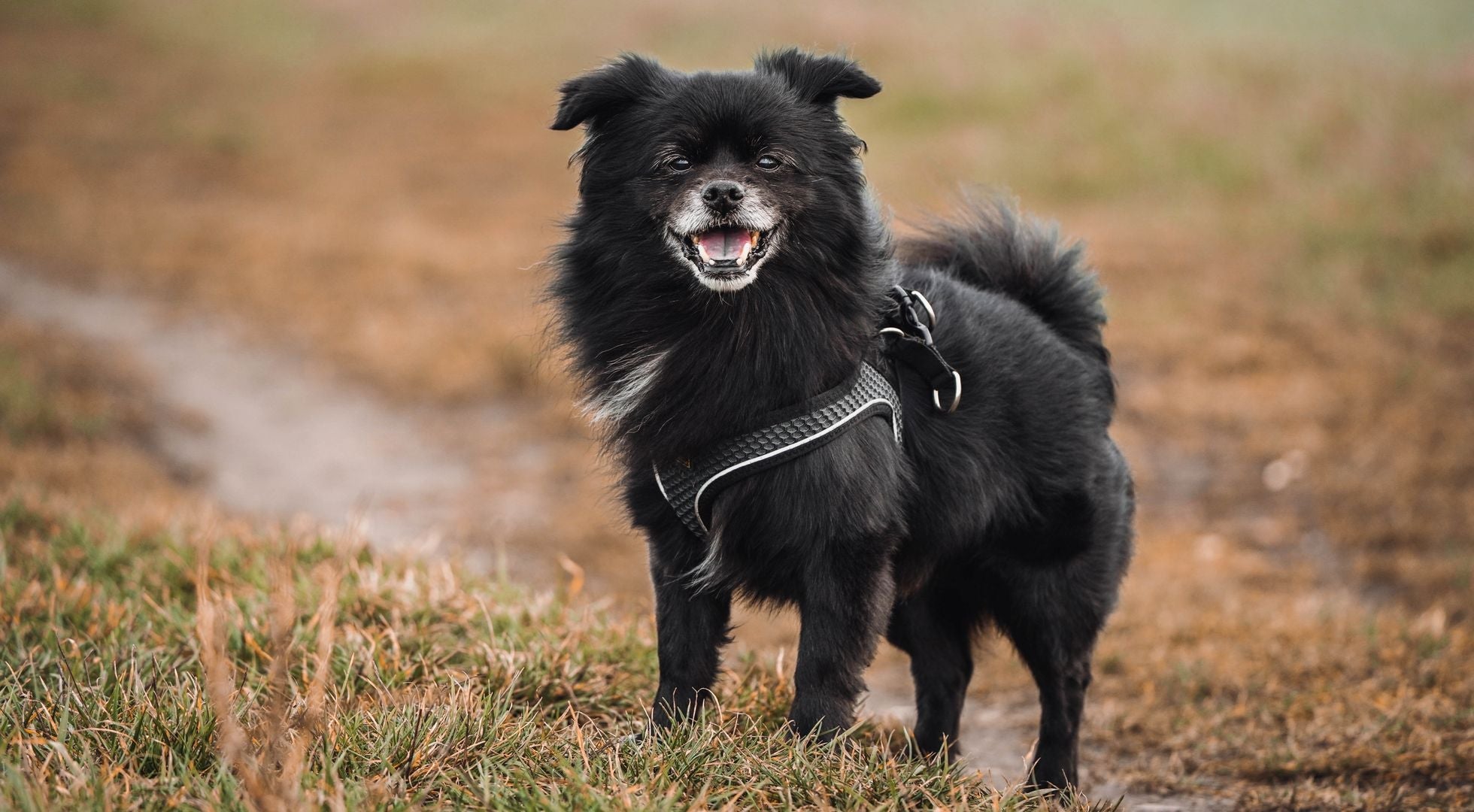 Tibetan Spaniel standing on a nature trail — best dog food for Tibetan Spaniels