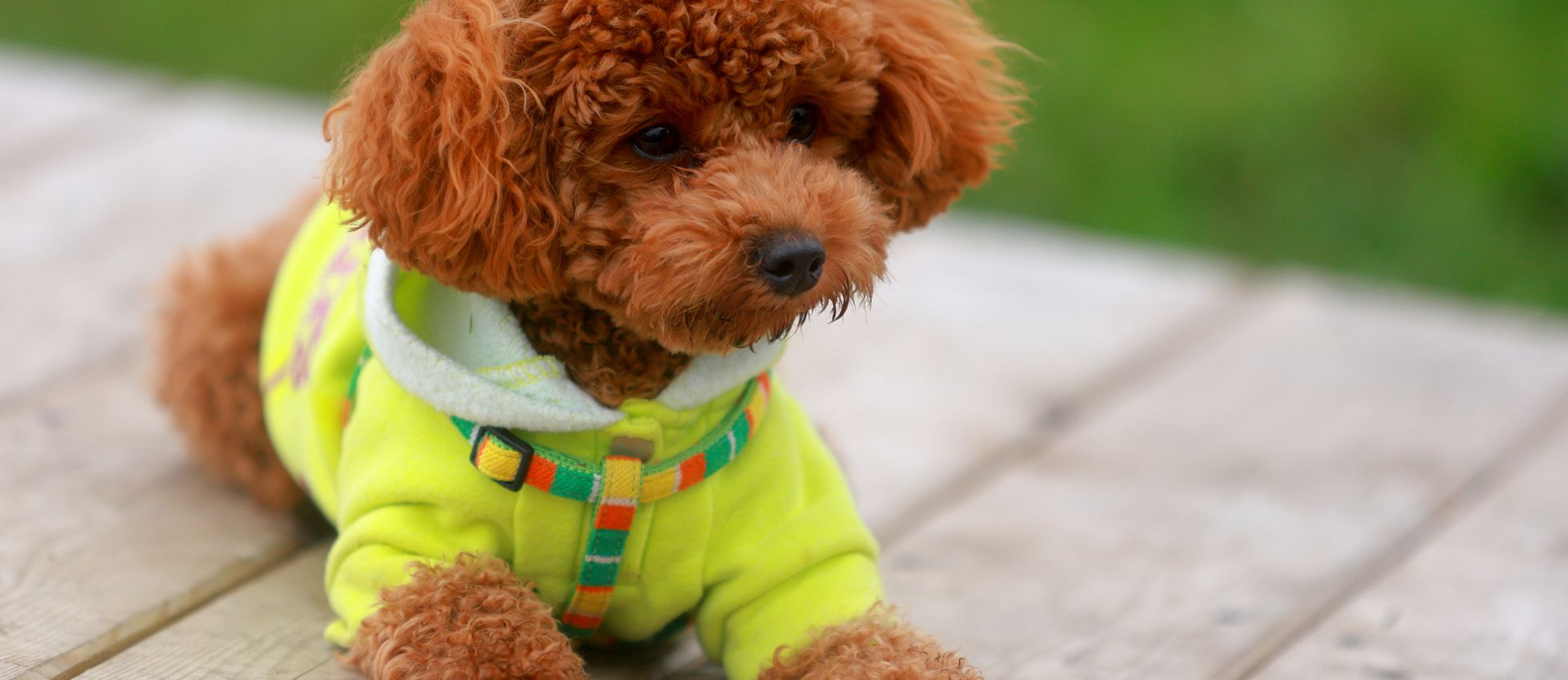 Toy Poodle