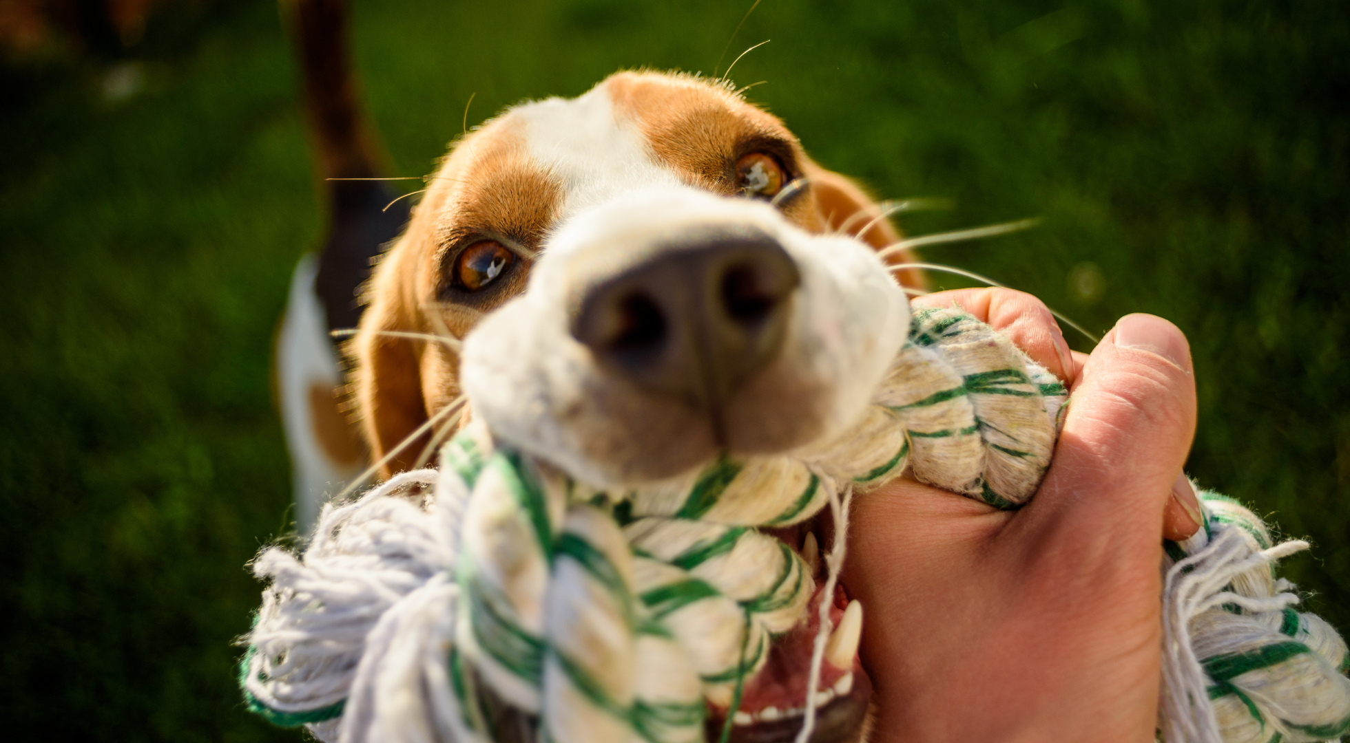 Why Does My Dog Eat Toys? Understanding the Behaviour and Solutions