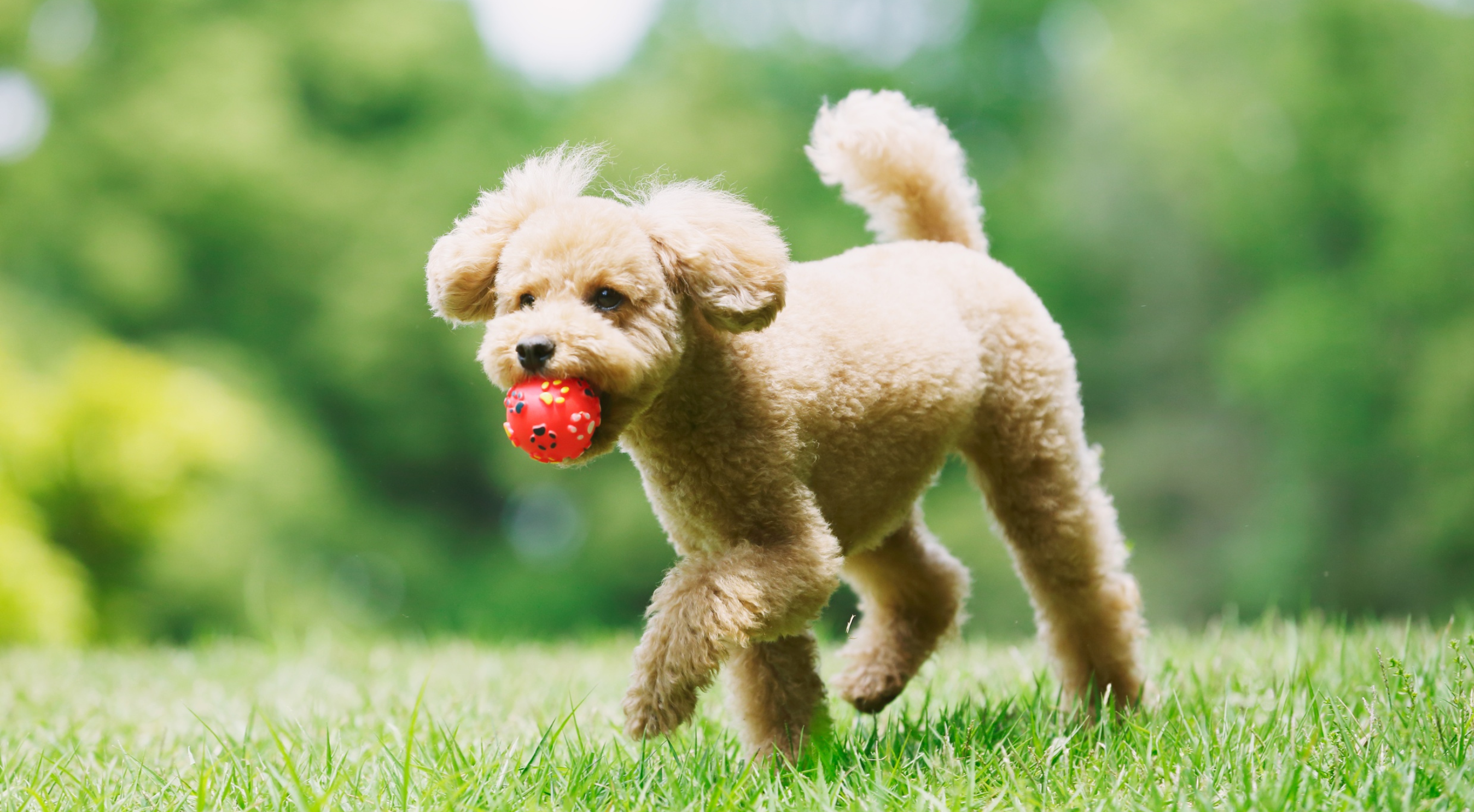 Why Do Dogs Play With Toys? Understanding Canine Behaviour and Play