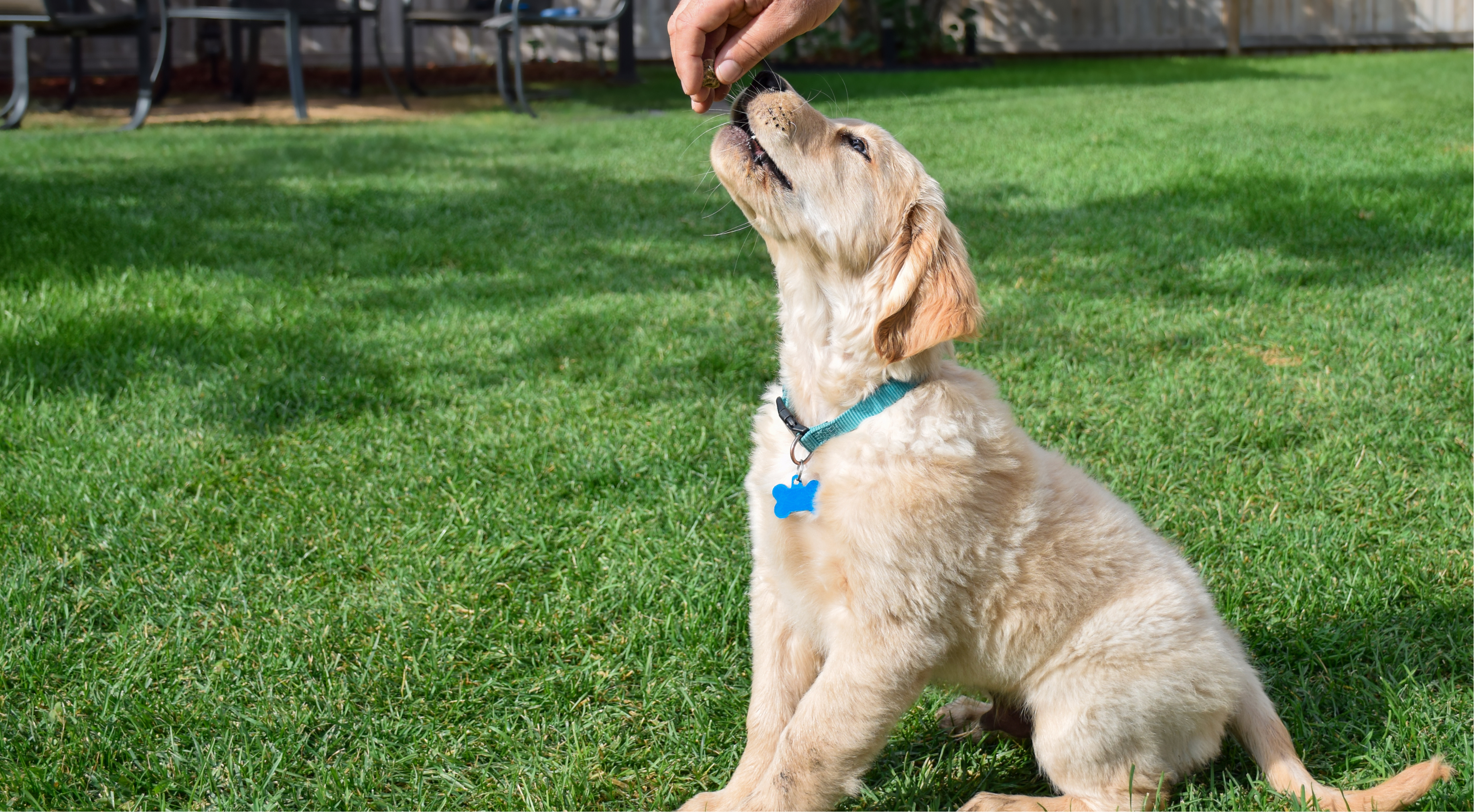What Dog Treats Are Safe For Puppies? Your Guide to Puppy-Friendly Snacking