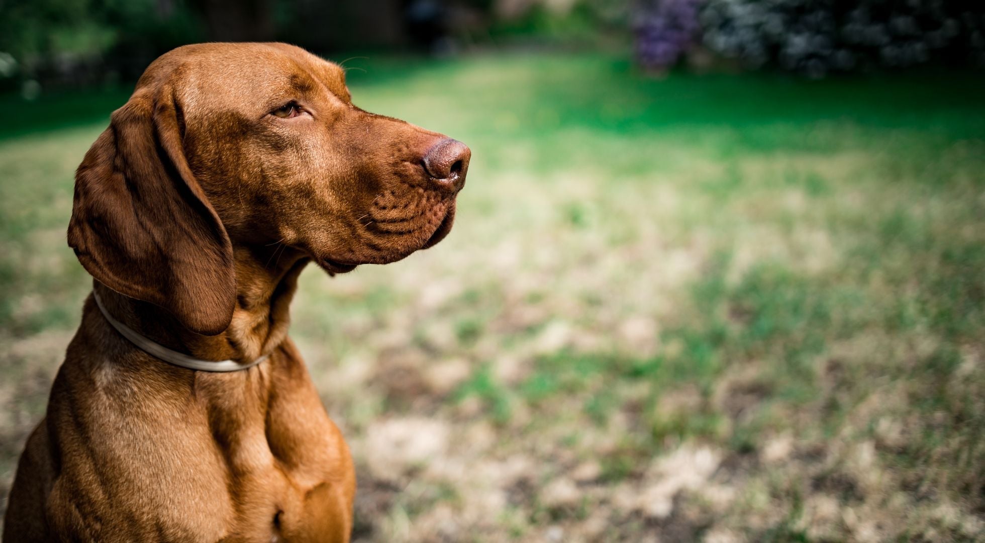 Vizsla dog in a lush garden — best dog food for Vizslas
