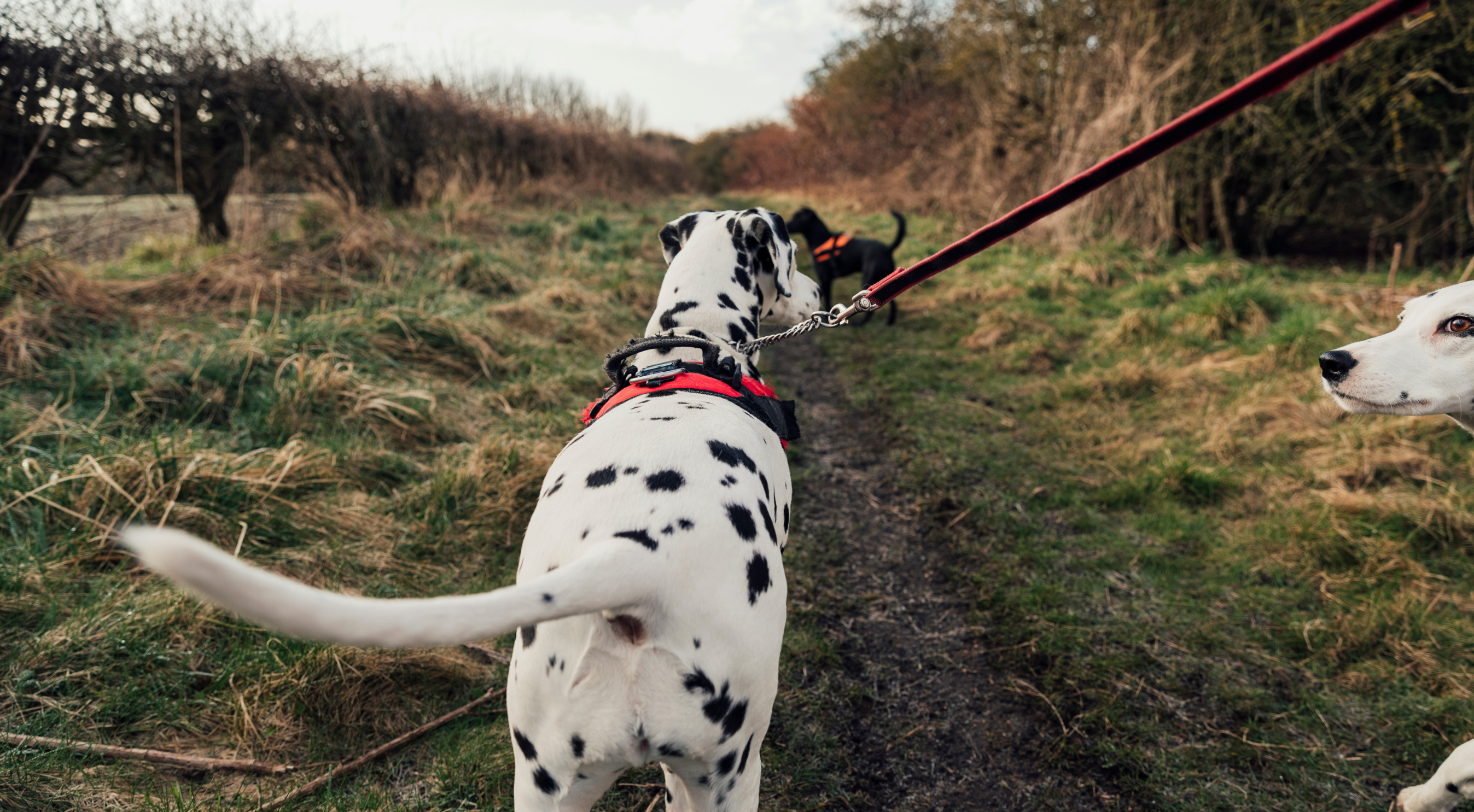 How Often Should You Walk Your Dog? A Complete Guide