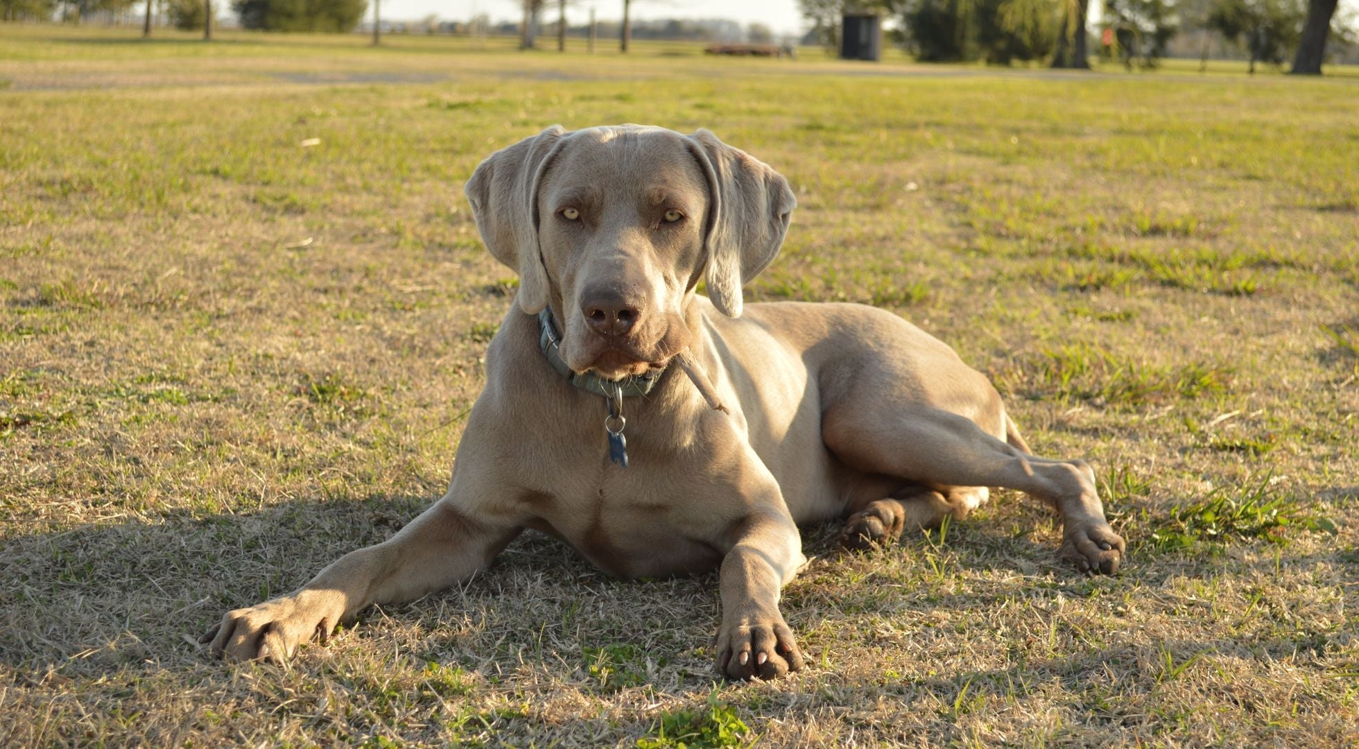 Weimaraner dog relaxing in a sunny grass field — best dog food for Weimaraners
