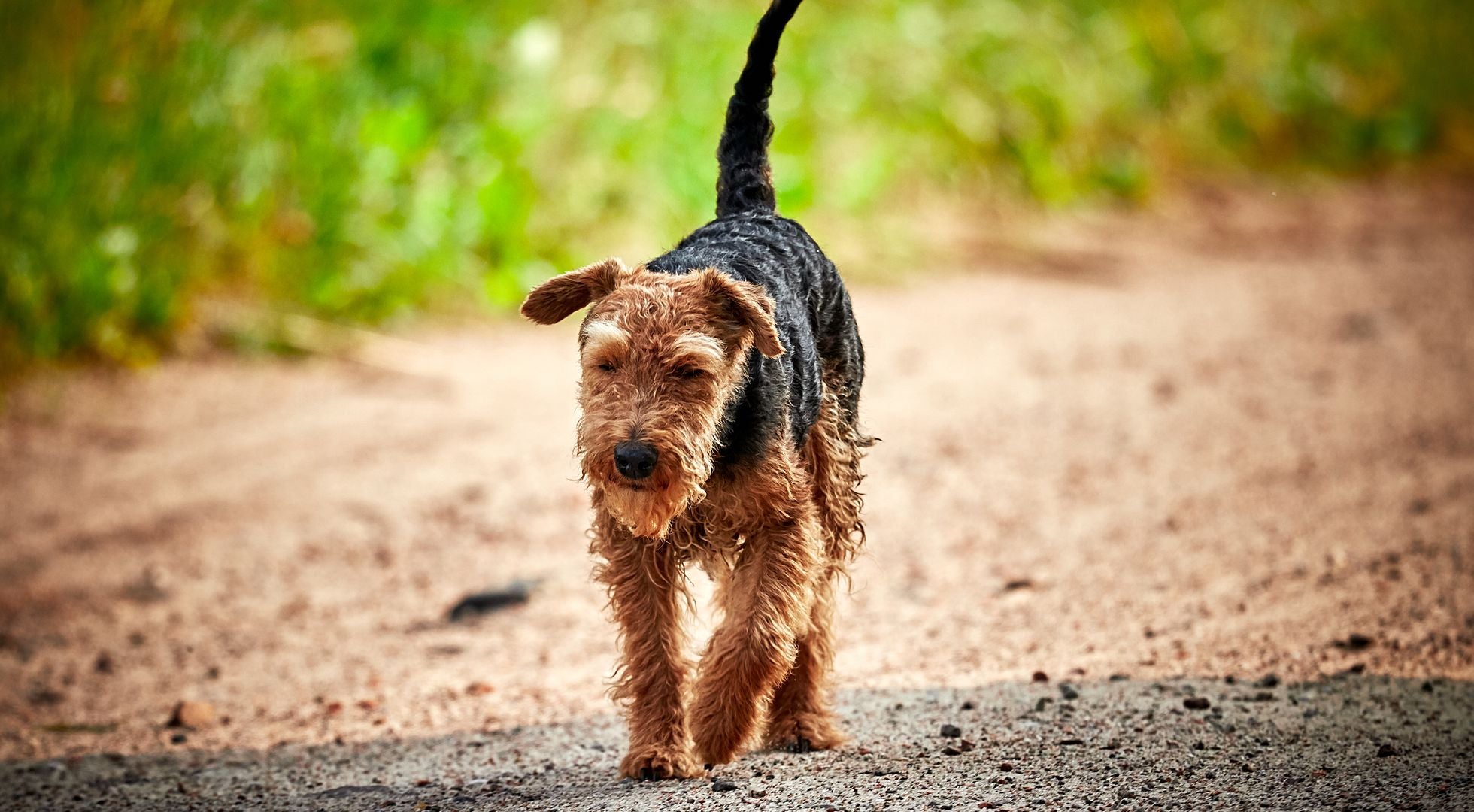 Welsh Terrier puppy walking on a dirt path — best dog food for Welsh Terriers