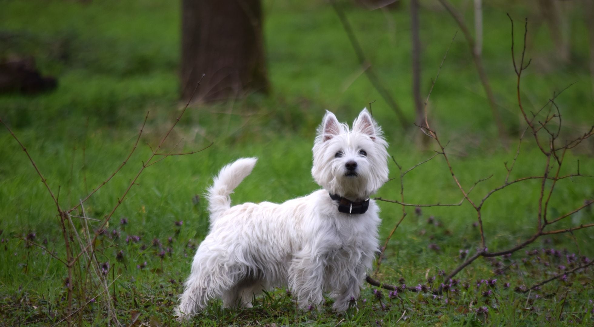 West Highland White Terrier standing in a green field — best dog food for West Highland White Terriers
