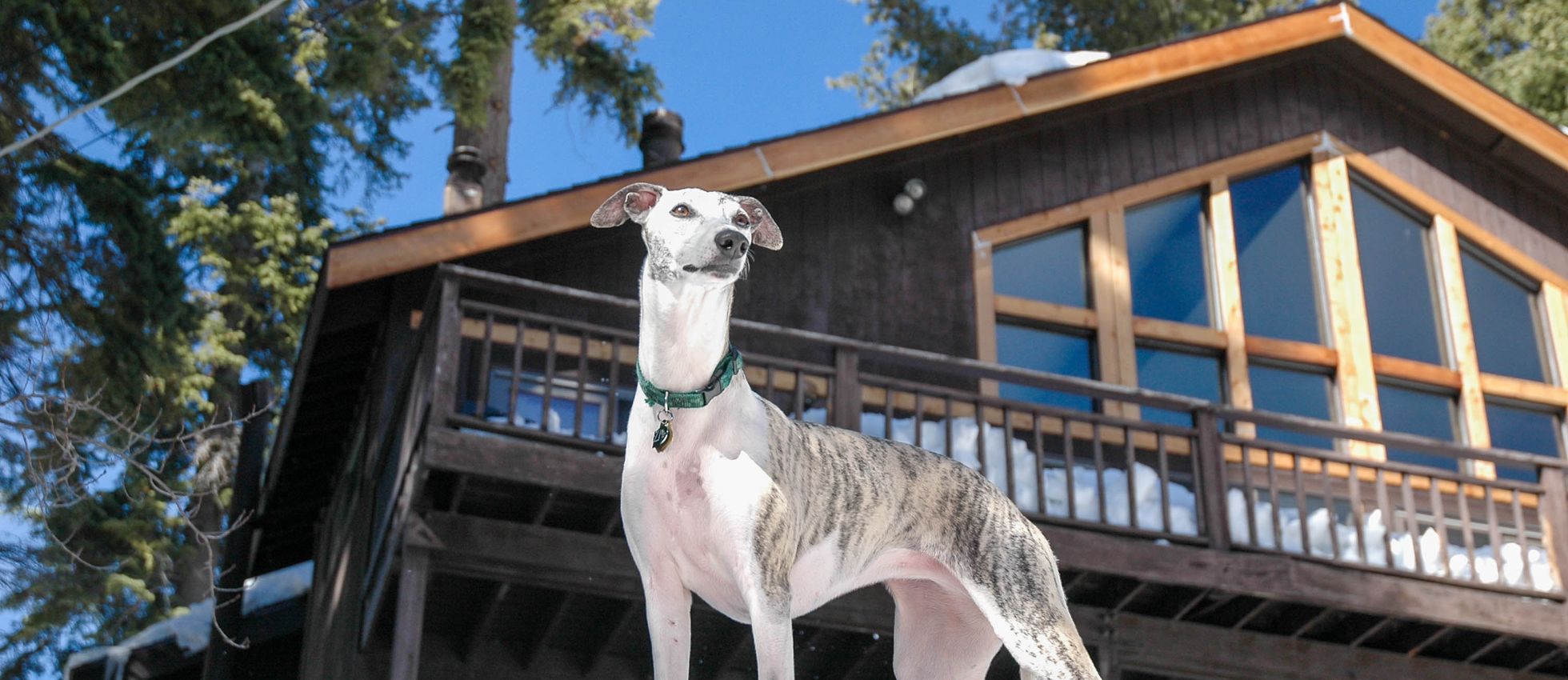Whippet dog outdoors — best dog food for Whippets
