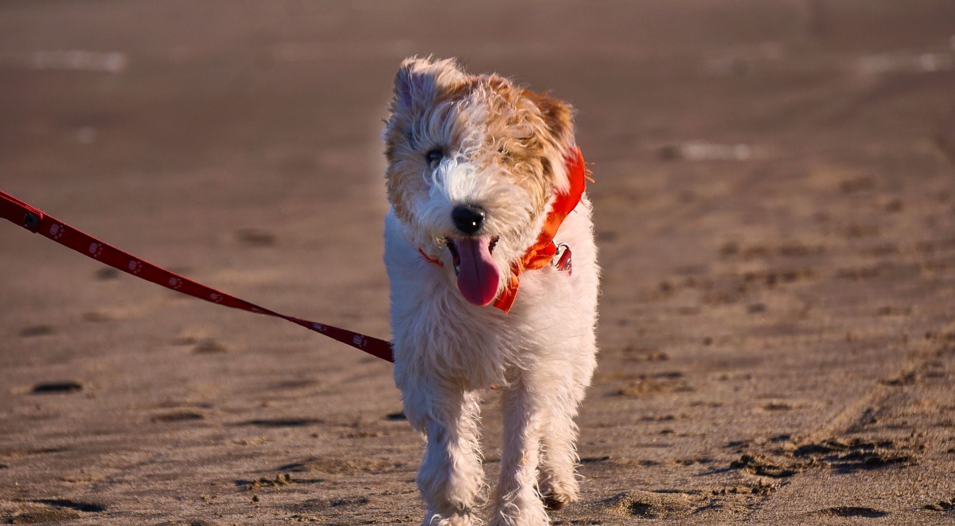 Wire Fox Terrier dog walking on a sandy beach — best dog food for Wire Fox Terriers