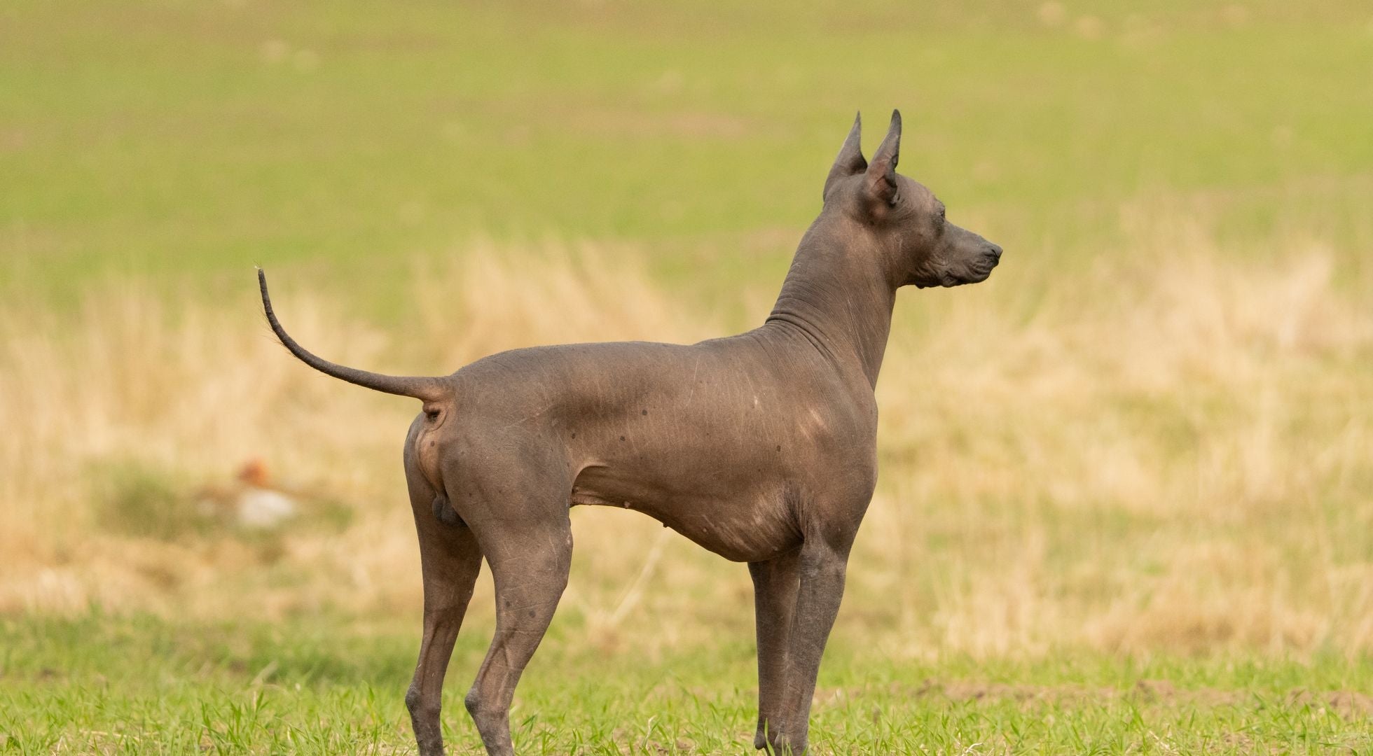 Xoloitzcuintli dog standing in a grass field — best dog food for Xoloitzcuintlis
