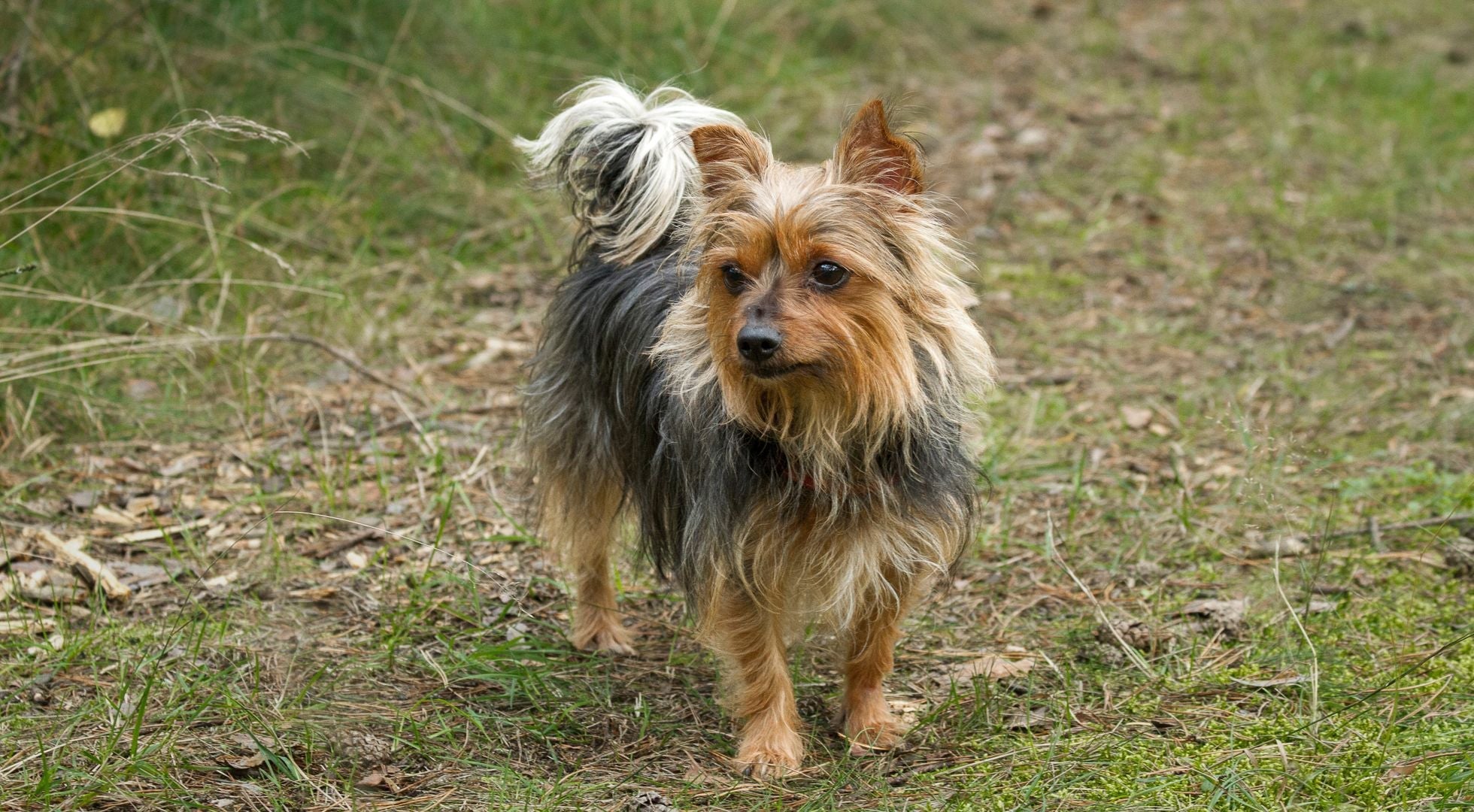 Yorkshire Terrier dog standing on grass — best dog food for Yorkshire Terriers