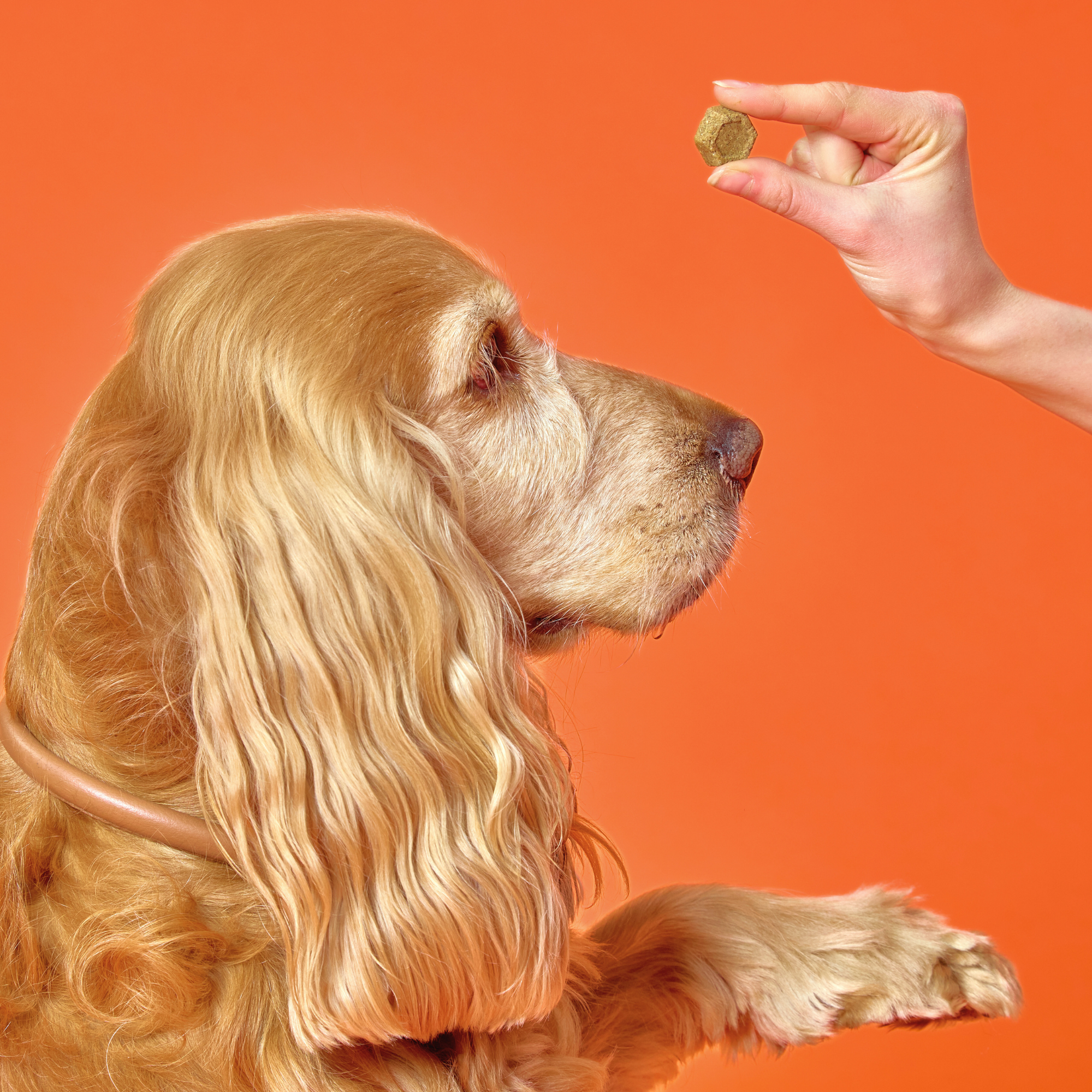 Joint Health Supplement
