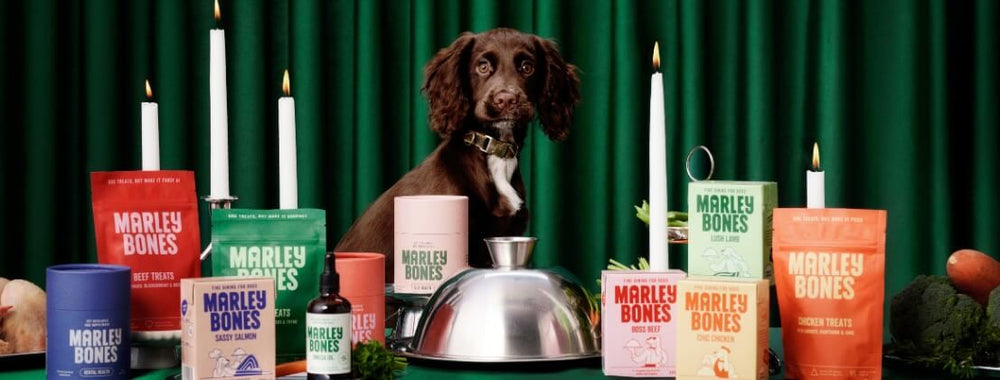 Dogs sitting at a dinner table